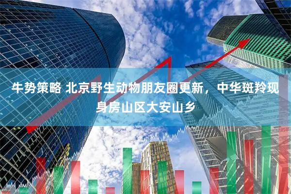 牛势策略 北京野生动物朋友圈更新，中华斑羚现身房山区大安山乡